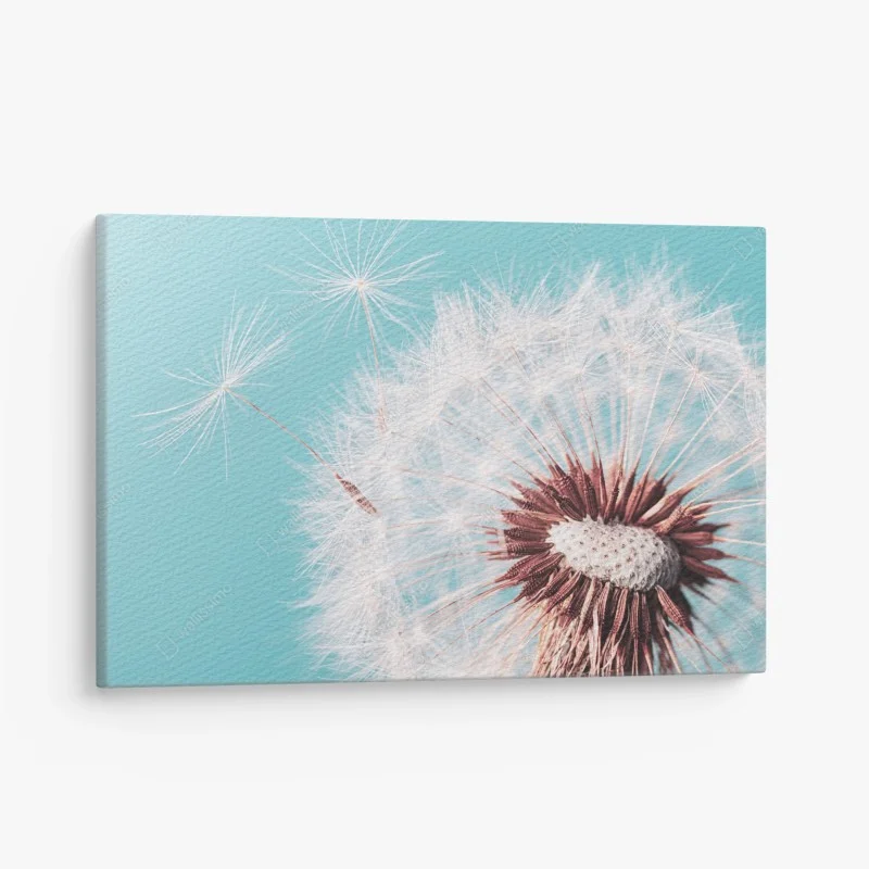 Obraz na płótnie delikatny dmuchawiec na turkusowym tle