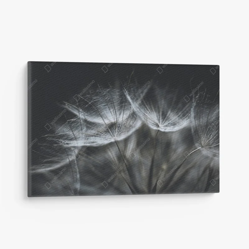 Obraz na płótnie delikatne nasiona mniszka w monochromie
