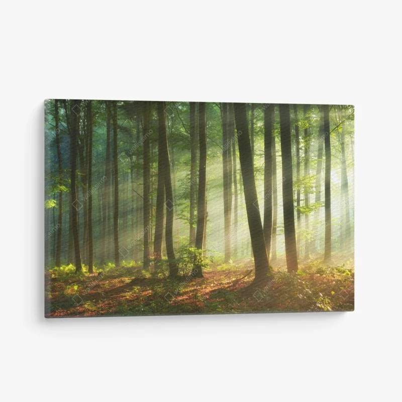 Obraz na płótnie poranny las skąpany w słońcu