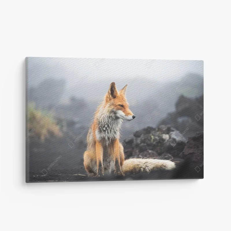 Obraz na płótnie rudy lis w mglistym krajobrazie