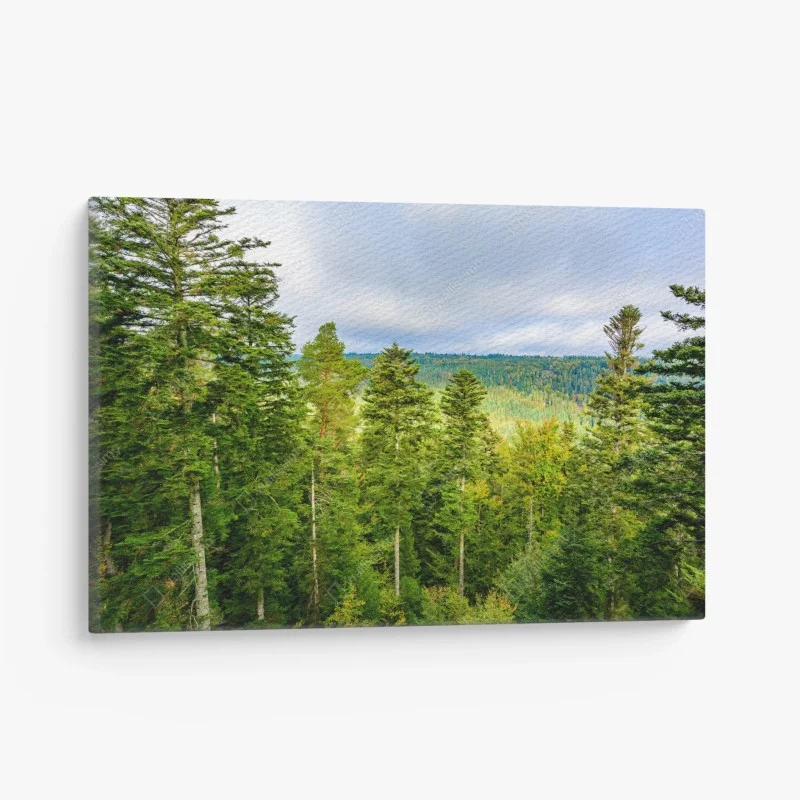 Obraz na płótnie Czarny Las jesienna panorama drzew