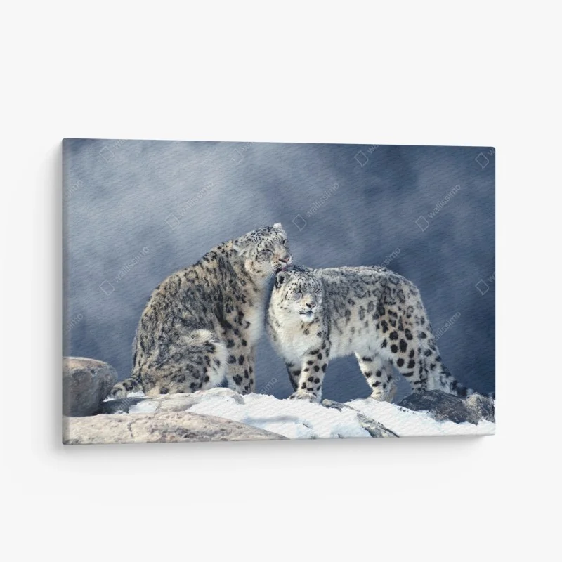 Obraz na płótnie majestatyczne pantery śnieżne w zimie