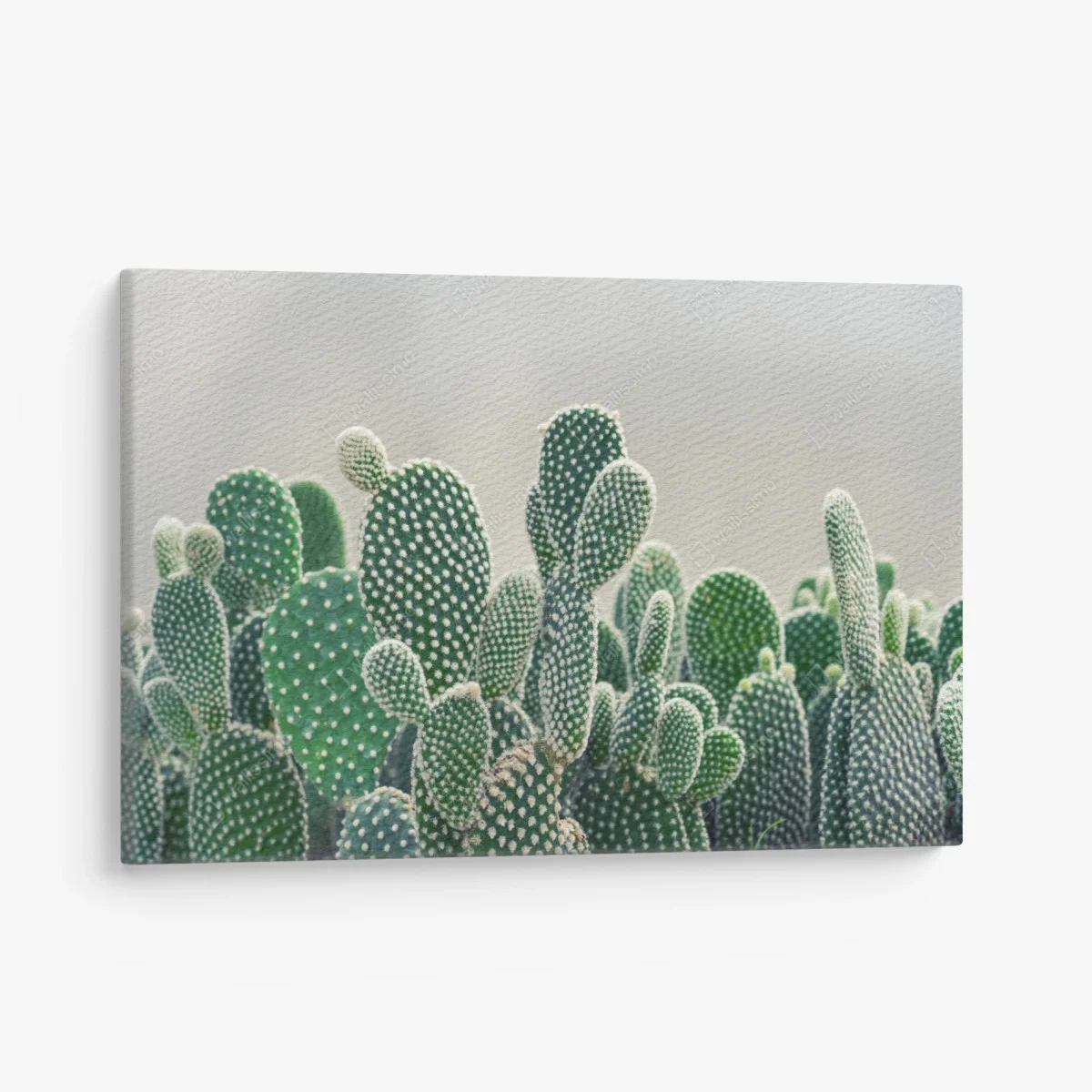 Obraz na płótnie zbliżenie kaktusa opuncji – Wallissimo® Obraz na płótnie zbliżenie kaktusa opuncji – Wallissimo®
