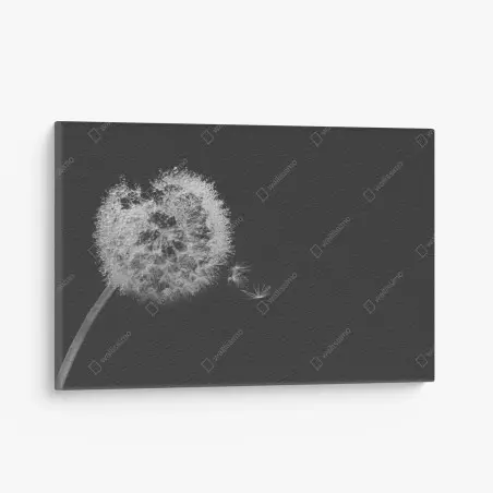Obraz na płótnie delikatny dmuchawiec w monochromie – Wallissimo®