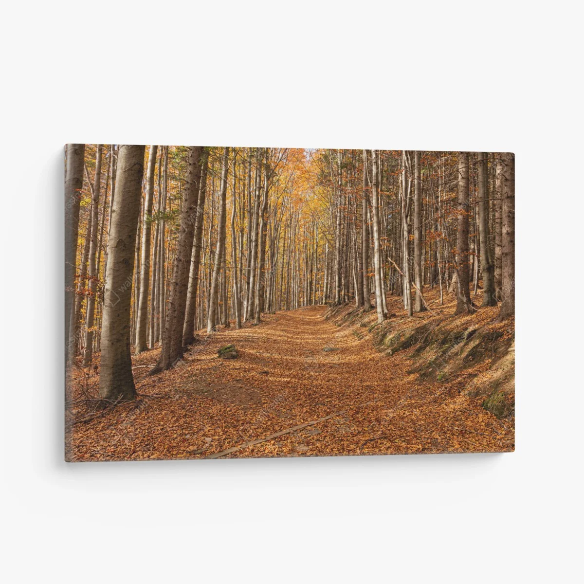 Obraz na płótnie jesienna ścieżka leśna w złotych liściach – Wallissimo® Obraz na płótnie jesienna ścieżka leśna w złotych liściach – Wallissimo®