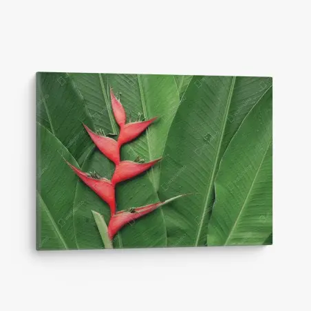 Obraz na płótnie intensywna heliconia na tropikalnych liściach – Wallissimo®