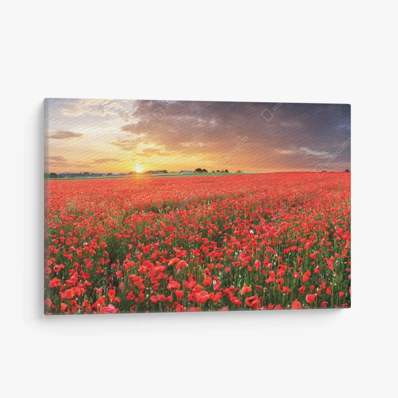Obraz na płótnie pole maków o zachodzie słońca