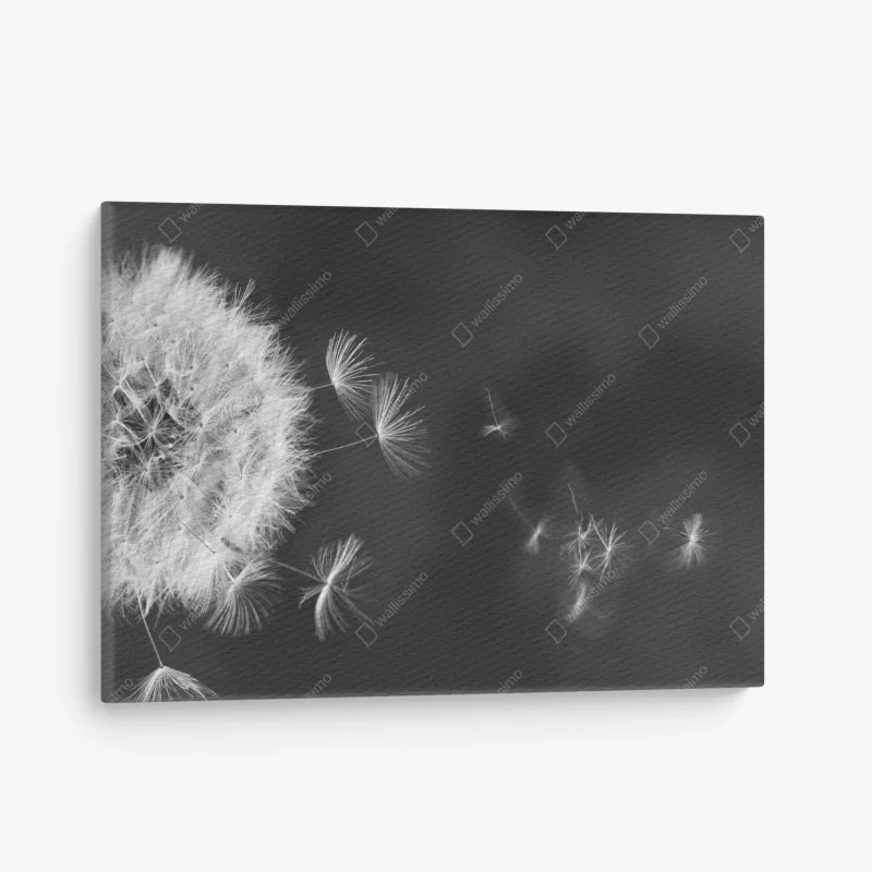 Obraz na płótnie unoszące się nasiona mniszka