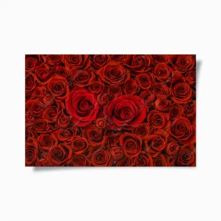Plakat bukiet czerwonych róż w zbliżeniu – Wallissimo®
