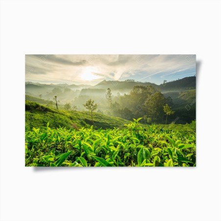 Plakat wschód słońca nad plantacjami herbaty w Munnar – Wallissimo®