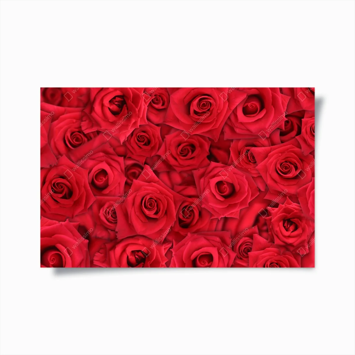 Plakat żywe czerwone róże kolaż – Wallissimo® Plakat żywe czerwone róże kolaż – Wallissimo®