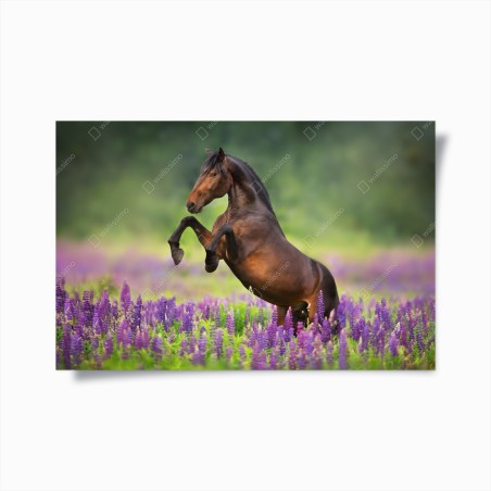 Plakat ogier staje dęba w łubinowej łące – Wallissimo®