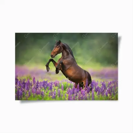 Plakat ogier staje dęba w łubinowej łące – Wallissimo®
