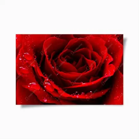Plakat żywa czerwona róża - zbliżenie – Wallissimo®