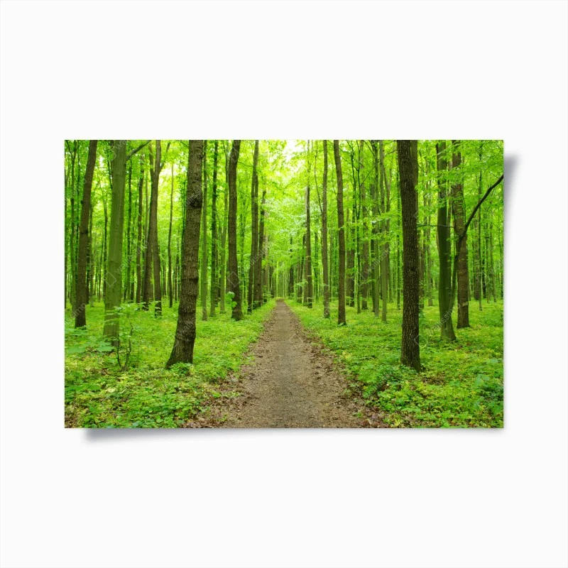 Plakat spokojna zielona ścieżka w lesie