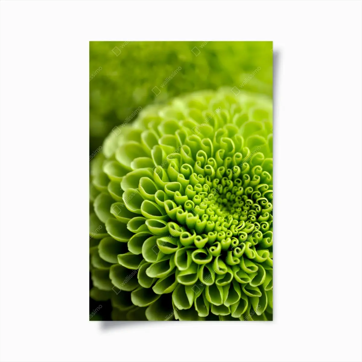 Plakat intensywna zielona spirala kwiatowa – Wallissimo® Plakat intensywna zielona spirala kwiatowa – Wallissimo®