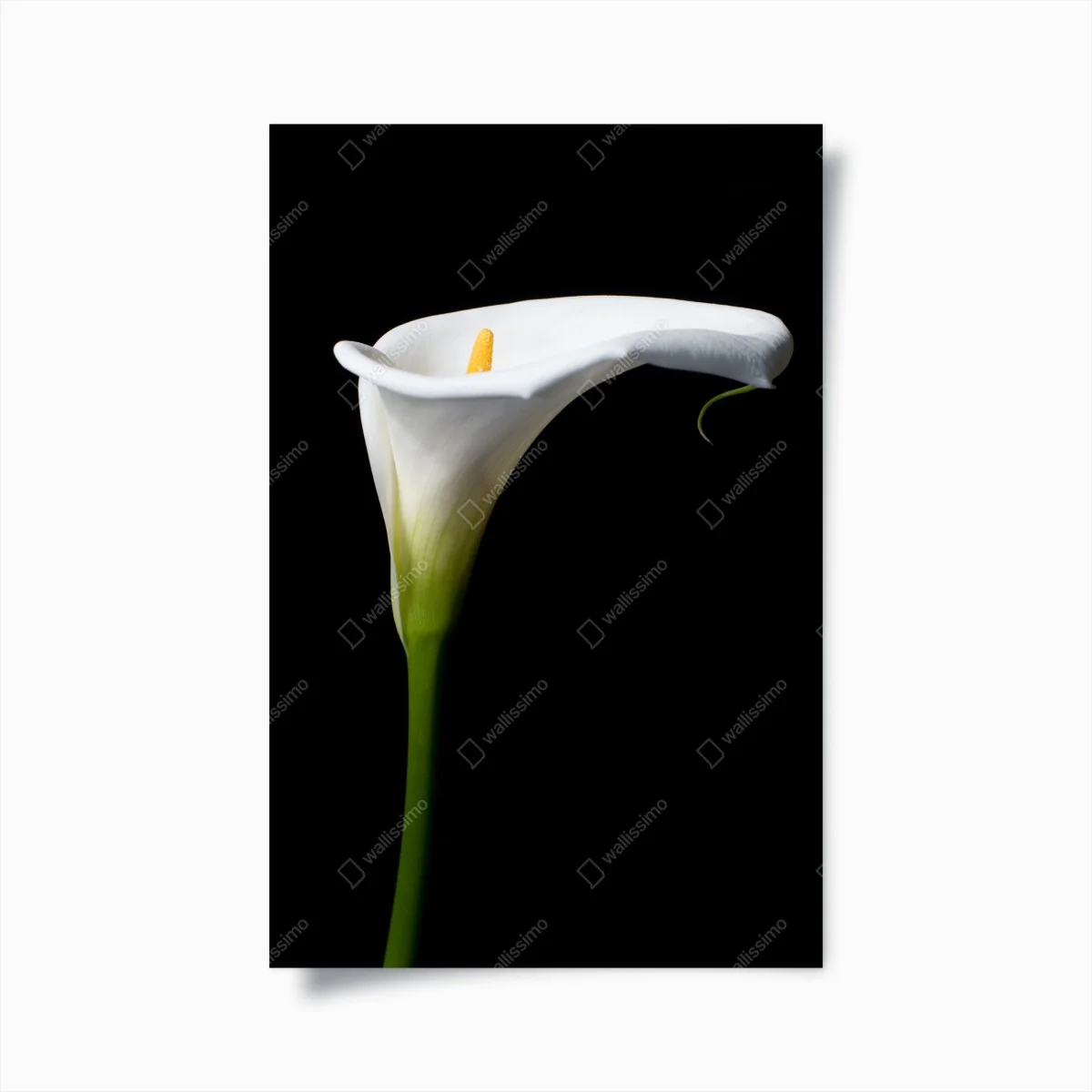 Plakat elegancka biała kalia na czarnym tle – Wallissimo® Plakat elegancka biała kalia na czarnym tle – Wallissimo®