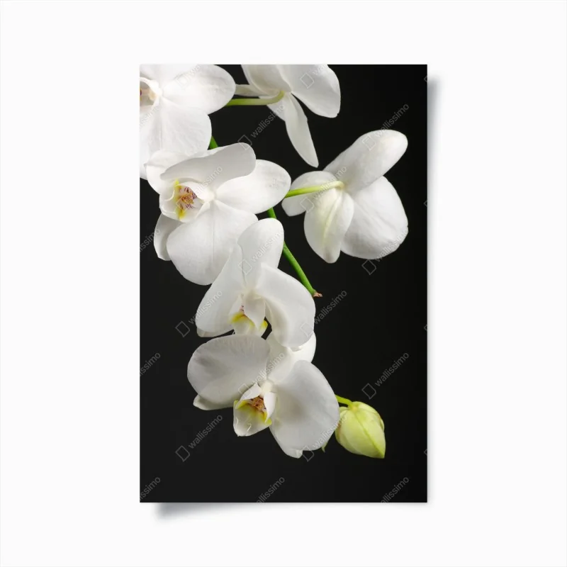 Plakat biała gałązka orchidei na czarnym tle
