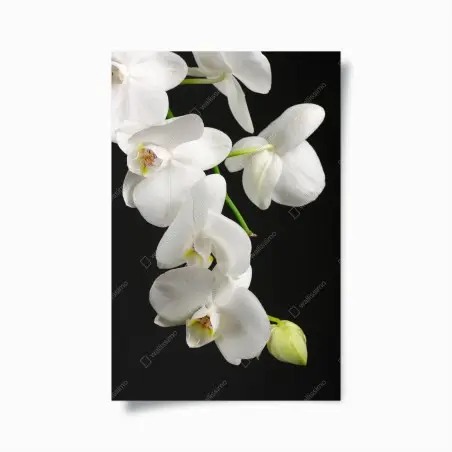 Plakat biała gałązka orchidei na czarnym tle – Wallissimo®