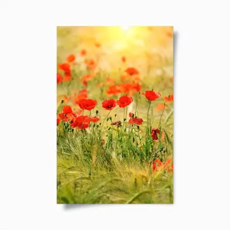Plakat łąka czerwonych maków w słońcu – Wallissimo®