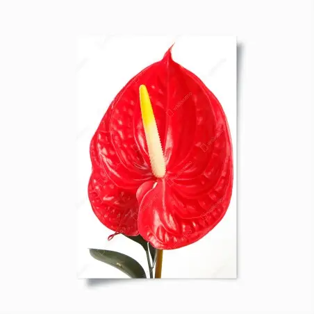 Plakat intensywne czerwone anturium – Wallissimo®