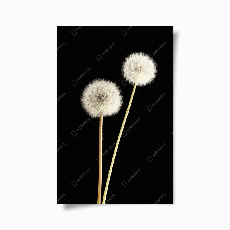 Plakat delikatne dmuchawce na czarnym tle