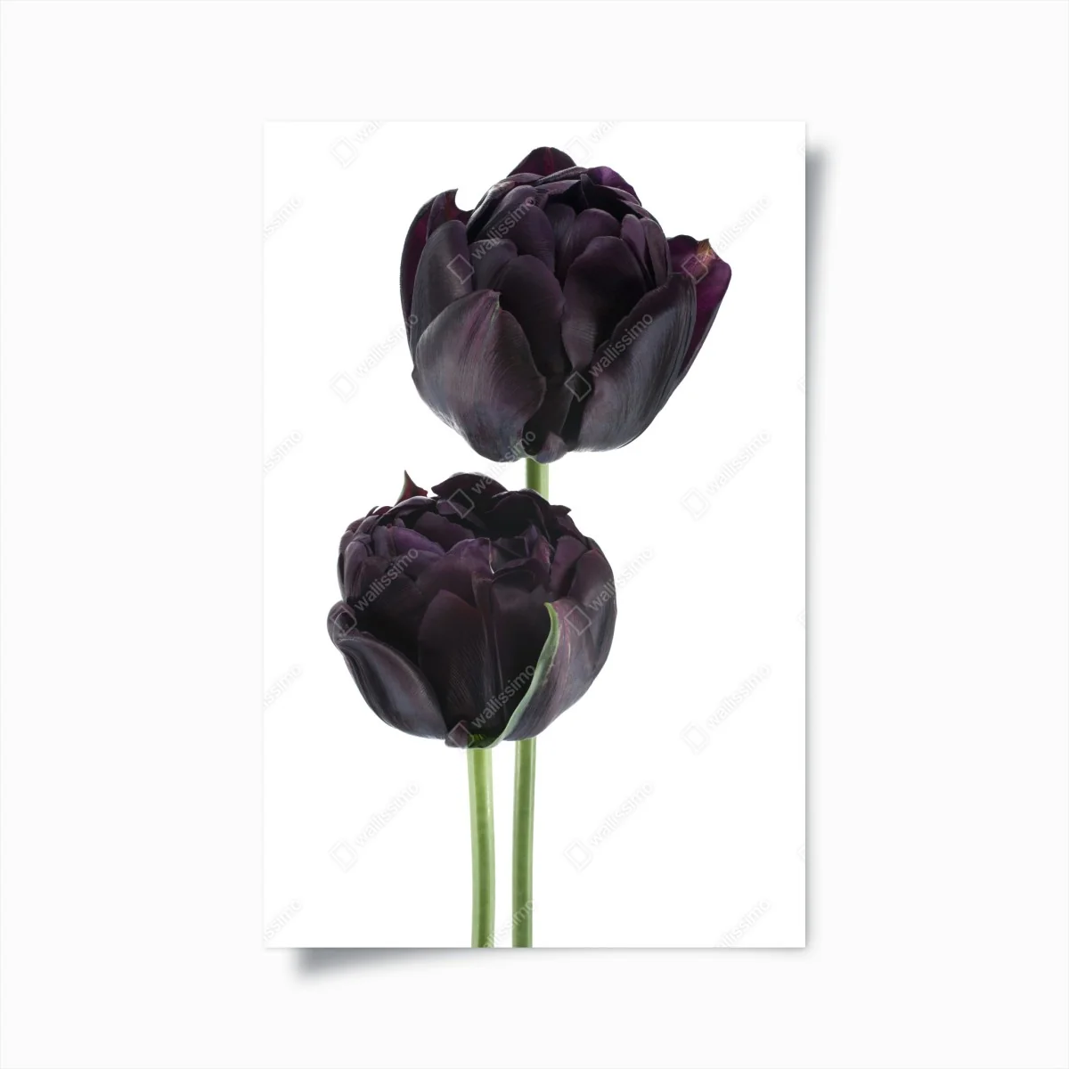 Plakat ciemne fioletowe tulipany na białym tle – Wallissimo® Plakat ciemne fioletowe tulipany na białym tle – Wallissimo®