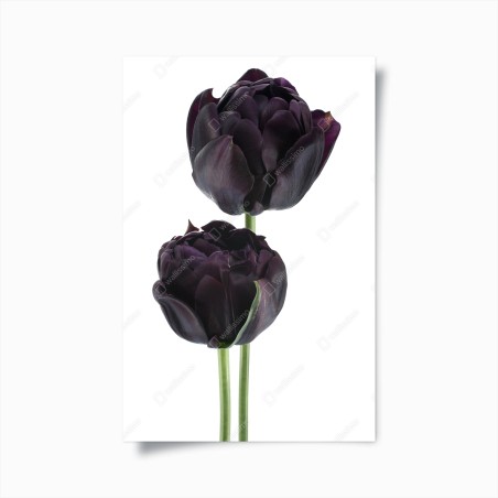 Plakat ciemne fioletowe tulipany na białym tle – Wallissimo®