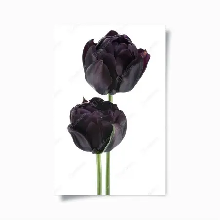 Plakat ciemne fioletowe tulipany na białym tle – Wallissimo®