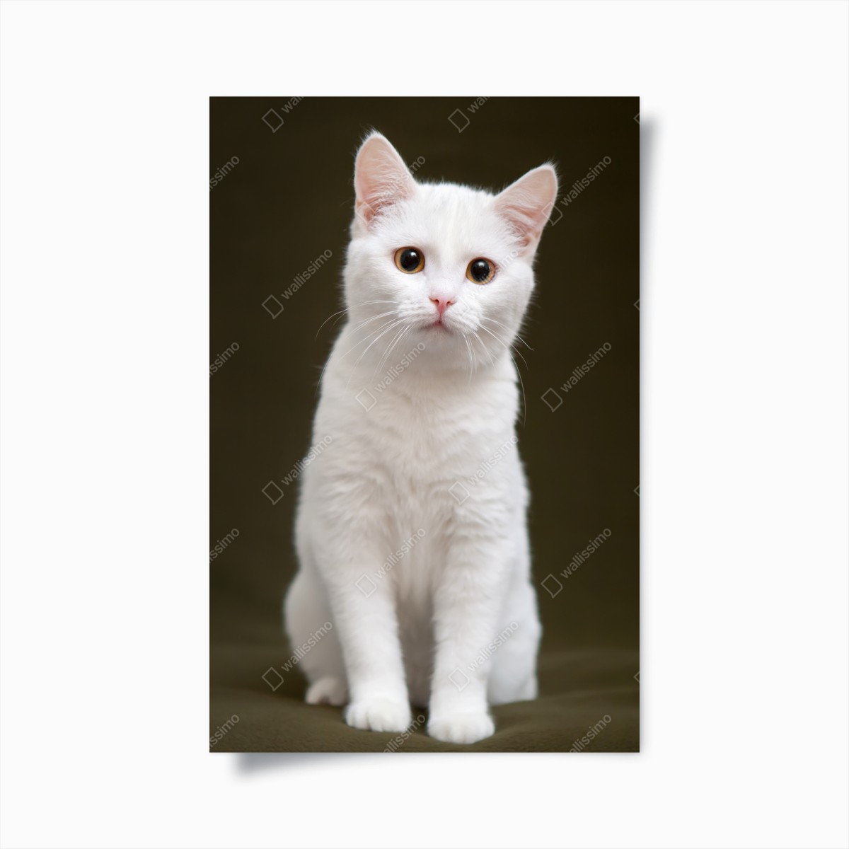 Plakat uroczy portret białego kota – Wallissimo®