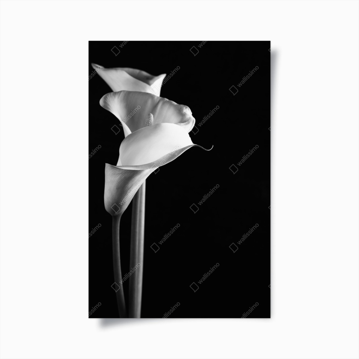 Plakat eleganckie kalie w monochromie – Wallissimo®