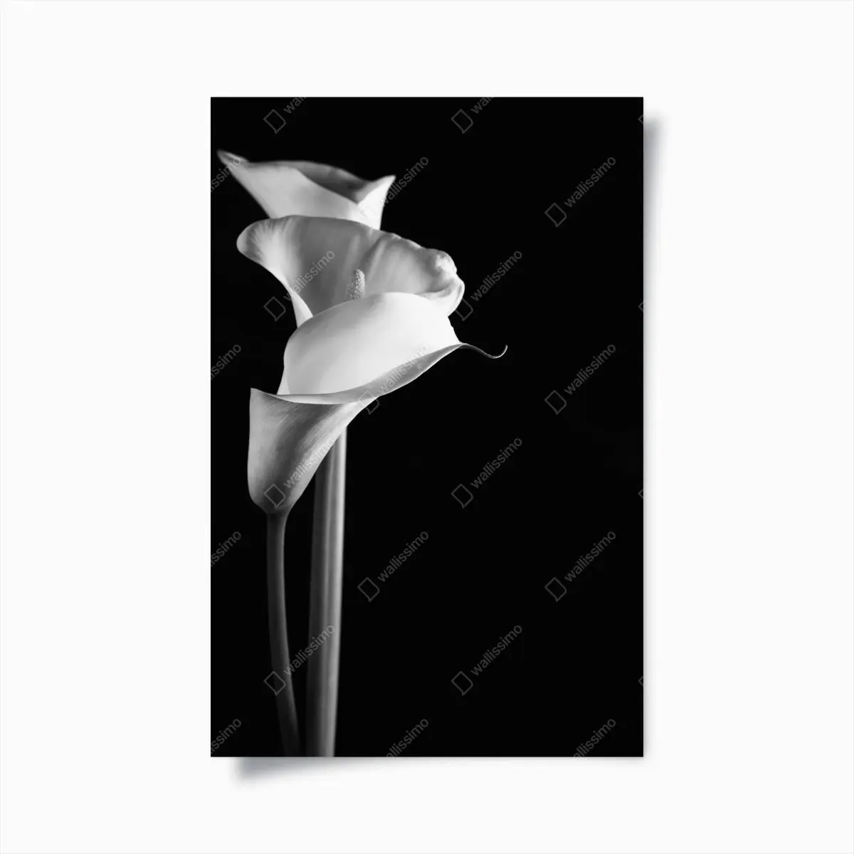 Plakat eleganckie kalie w monochromie – Wallissimo®