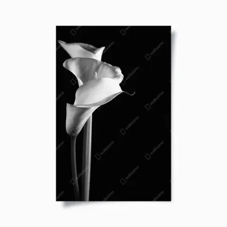 Plakat eleganckie kalie w monochromie – Wallissimo®