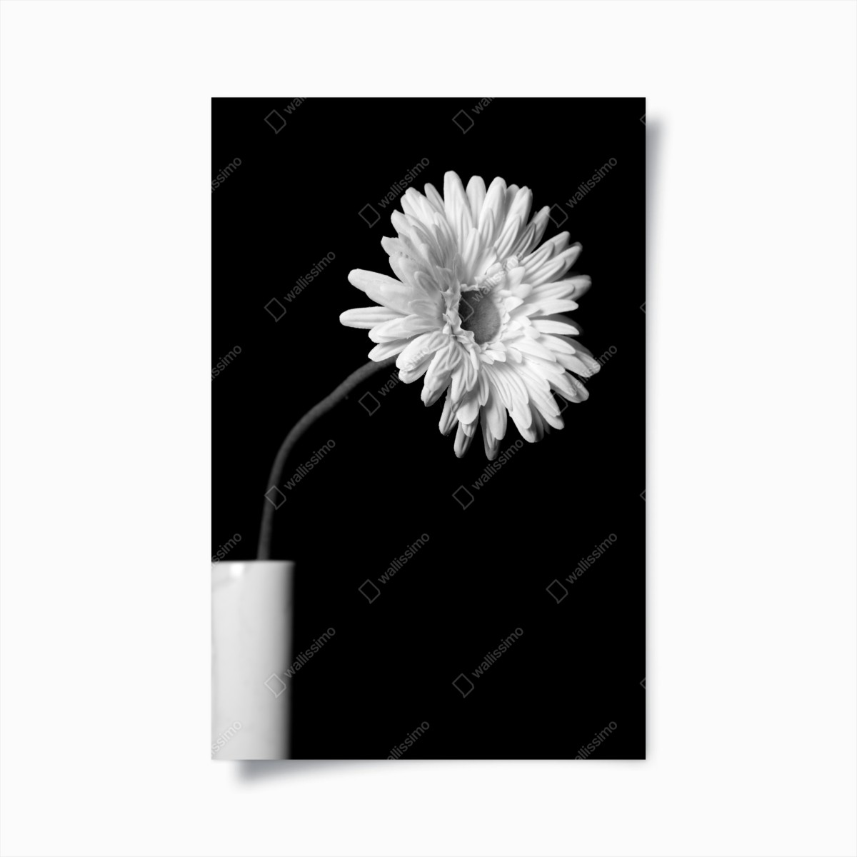 Plakat biała gerbera na czarnym tle – Wallissimo®