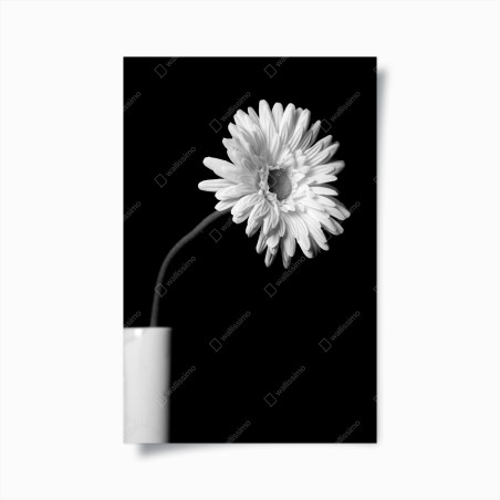 Plakat biała gerbera na czarnym tle – Wallissimo®