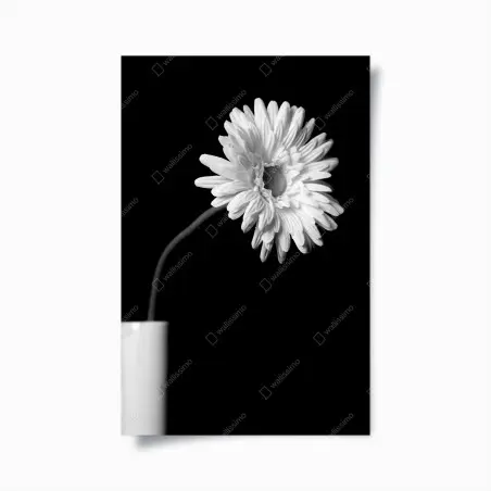 Plakat biała gerbera na czarnym tle – Wallissimo®