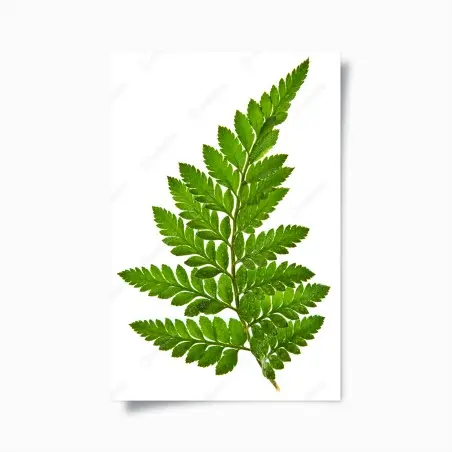 Plakat zielony liść paproci na białym tle – Wallissimo®