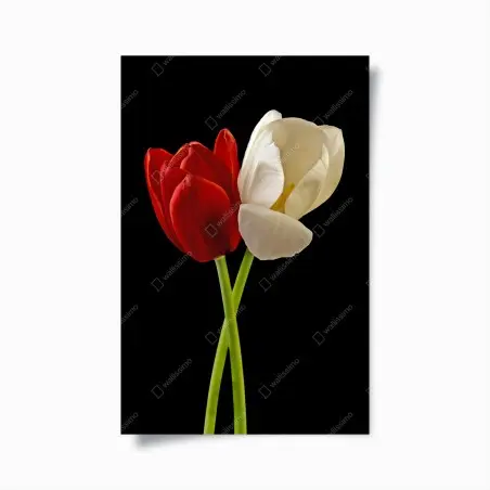 Plakat czerwono-białe tulipany na czarnym tle – Wallissimo®