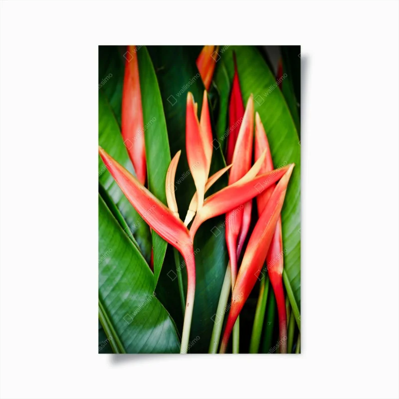 Plakat żywe tropikalne kwiaty heliconia