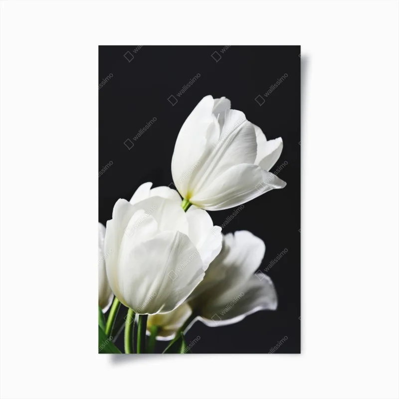 Plakat biały bukiet tulipanów na ciemnym tle