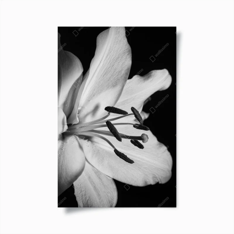 Plakat monochromatyczna lilia zbliżenie