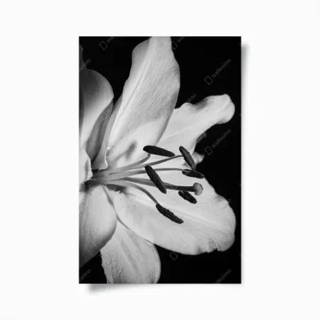 Plakat monochromatyczna lilia zbliżenie – Wallissimo®