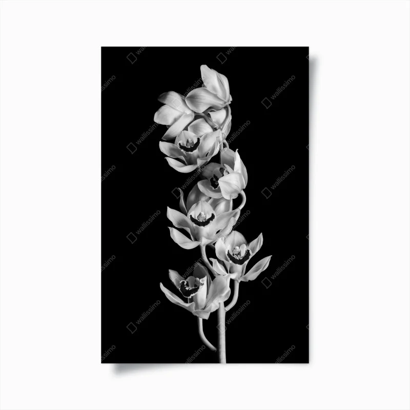 Plakat elegancka monochromatyczna gałąź orchidei