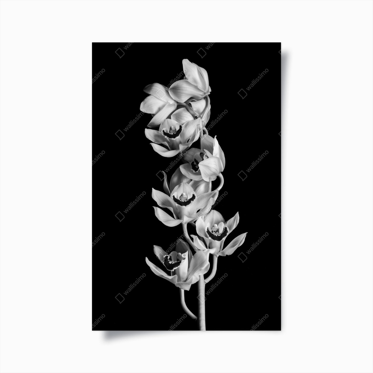 Plakat elegancka monochromatyczna gałąź orchidei – Wallissimo®