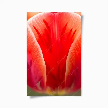 Plakat intensywny czerwony tulipan zbliżenie – Wallissimo®