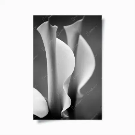 Plakat eleganckie kallie w monochromie – Wallissimo®