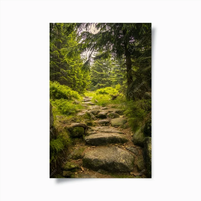 Plakat spokojna leśna ścieżka wśród sosen