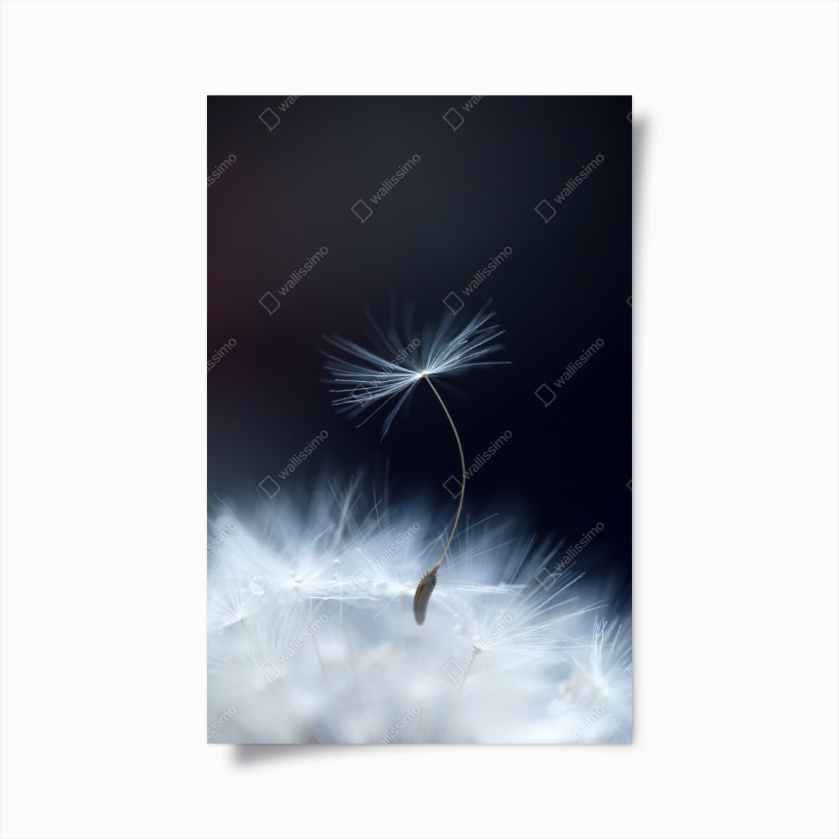 Plakat delikatne zbliżenie nasiona dmuchawca – Wallissimo®