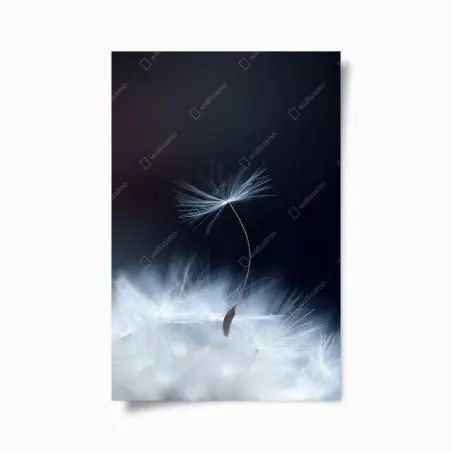 Plakat delikatne zbliżenie nasiona dmuchawca – Wallissimo®