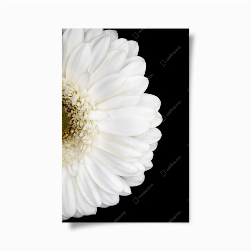 Plakat biała gerbera na czarnym tle minimalistyczne zbliżenie